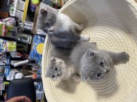 Scottish Fold Bebeklerimiz