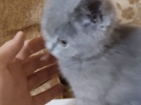 safkan British Shorthair yavrumuz