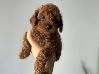 Toy poodle kore kan