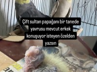 Hazır takım sultan papağanı birde yavrusu var