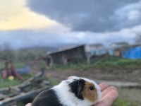 Yavru guinepigler