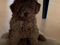 O bir prenses poodle