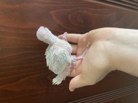 Bebek PAKİSTAN PAPAĞANI yavruları