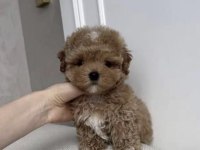 Toy Poodle Bebişler