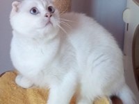 Scottish fold erkekler