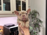Show kalite egzotik fransız bulldog