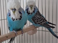 damızlık show jumbo muhabbet kuşumuz