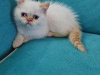 Dişi yavru exotic shorthair