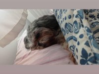 Shih tzu köpeğimiz oscar yeni yuva arıyor