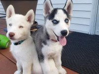 Show Clas Sibirya Kurdu Husky Yavrular 2 Erkek Dişi