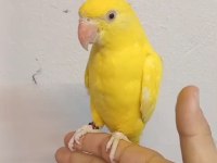 Sarışeker Pakistan Papağanı Bebek
