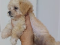 Antalyadan 0 Numara Safkan Maltese Terrier Yavruları