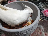 Kırmızı göz albino sultan papağanı 5 6 aylık
