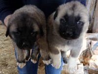 Sivas merkezden anne sütünden kesilmiş kangal yavrular