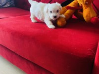 Maltese Terrier Xs Teacup Oyuncu Yumurcaklarım