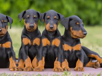 %100 orjinal Doberman yavrular kredi kartı geçerlidir