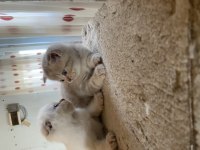 Dişi scottish fold boncuklar