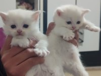 British Shorthair Ücretli 81 Şehire Gönderim