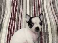 KİLO GARANTİLİ TEACUP CHİHUAHUA YAVRULARI