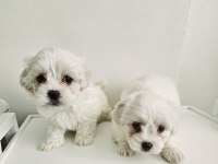 Maltese terrier yavru köpekler