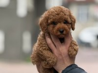 Safkan Kore kan toy poodle bebeklerimiz