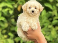 Irk ve Sağlık Garantili Orjinal Maltipoo Yavrular