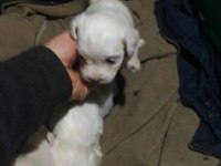Terrier maltese bebek