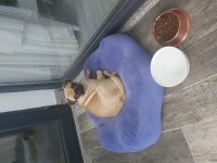 Pug elden teslim