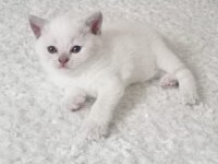 Yavru british shorthair