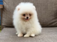 Pomeranian boo köpeğimiz orjinal