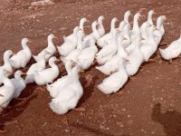 Beyaz Pekin Ördeği
