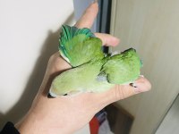 Çok güzel ve sağlıklı ele alıştırmalık kuşlar