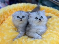 Orijinal british shorthair bebeklerimiz