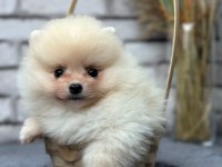 Pomeranian boo