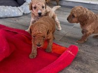 2 aylık Toy Poodle yavruları