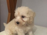 Maltipoo 2 aylık