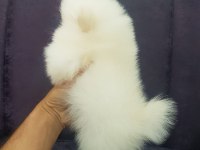 Pomeranian dişi ve erkek mevcuttur