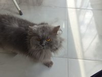 Sakın oyun seven british 1 yaşında