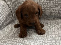 HARİKA POODLE YAKIŞIKLILAR