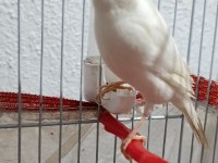 40 günlük hareketli sultan papağanı