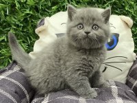 Mükemmel brıtısh shorthair