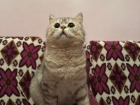 Sahiplendiriyoruz british longhair