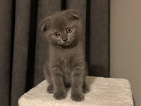 British shorthair ve scottish fold yavru kediler