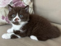 NADİR BULUNAN CİNNEMON CHOCOLATE YAVRU KEDİMİZ