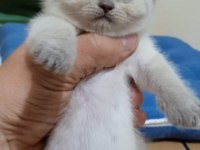 Güzel dişi scottish fold yavrum