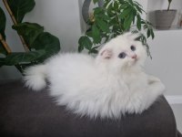 Yavru scottish fold