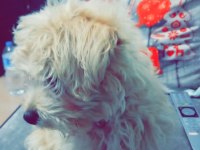 3 aylık Maltipoo Terrier dişi
