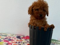 A Scrli̇ Ev Üreti̇mi̇ Toy Poodle Yavrularimiz