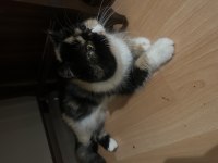 Şecereli Calico Exotic Shorthair Dişi