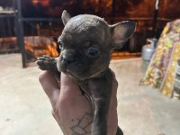 Güzeller güzeli french bulldog bebeklerimiz
